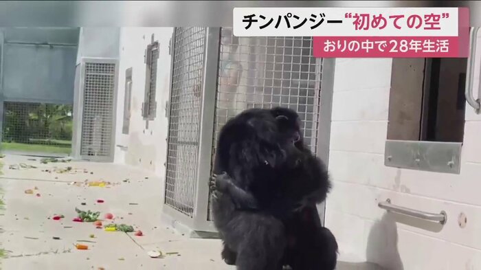 おりの中から飛び降りたバニラ。口を大きく開けて喜ぶかのような表情で、真っ先にほかのチンパンジーと強く抱き合った(写真右側)