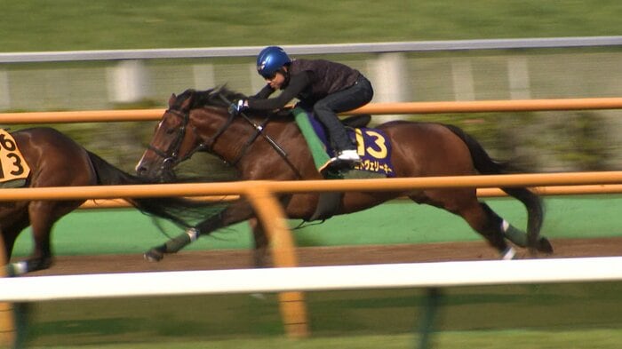 函館競馬場で最終追い切りを行うマコトヴェリーキー