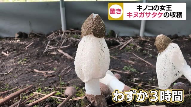 驚異の成長スピード キノコの女王“キヌガサタケ”の収穫 鹿児島・指宿市