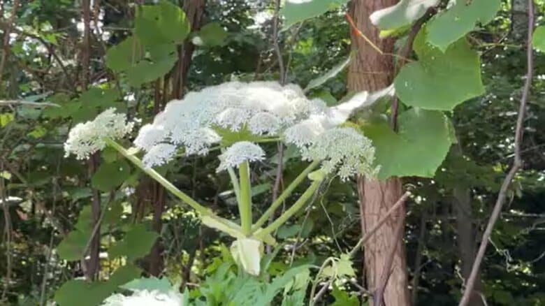 【猛毒植物と特定できず】札幌市で見つかった猛毒植物「バイカルハナウド」とみられる植物について北海道大学が調査結果を発表_特定できないが”在来種とは明らかに異なる”｜FNNプライムオンライン