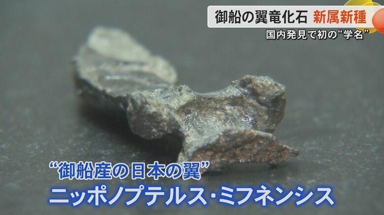 【新種発見】『ニッポノプテルス・ミフネンシス』新属・新種の大型翼竜の化石と判明　発表直後にアクセス急増か｜FNNプライムオンライン