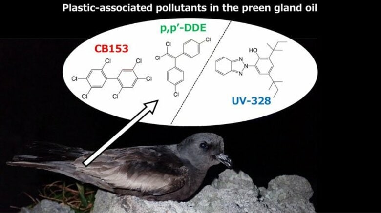 【国内初】伊豆諸島で繁殖する海鳥オーストンウミツバメにプラスチック由来の化学物質の蓄積が明らかに