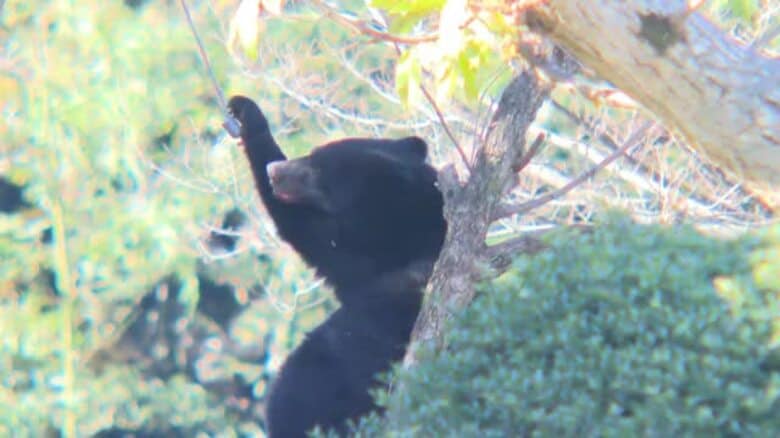 【速報】警察対応中 柿の木でクマがわなにかかる 近くには子グマも｜FNNプライムオンライン