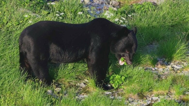 「成獣だと見て分かった」室堂ターミナルから100メートルの距離でクマ出没、観光客に警戒呼びかけ｜FNNプライムオンライン