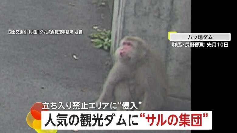 「不届き者を発見！」立ち入り禁止エリアにも“侵入”…八ッ場ダムにサルの集団「エサ与えず近づかないで」　群馬・長野原町｜FNNプライムオンライン