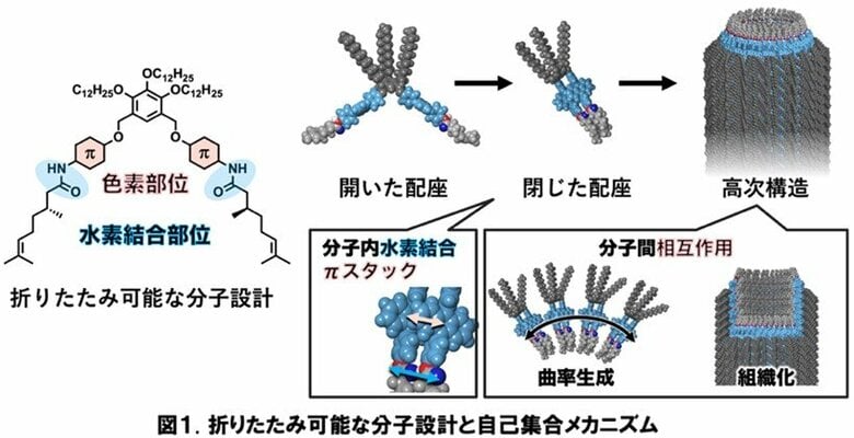 分子の折りたたみが導く多様なメゾスコピック有機素材～立体的に複雑な分子の自己組織化によるチューブ構造構築を実現～