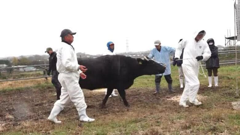 「元気な子を産んでね」　広い牧場で過ごし妊娠した若狭牛が里帰り　来年春に出産　坂井市三国町「なかよしとんがり牧場」｜FNNプライムオンライン