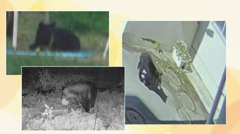 岩手・滝沢市の中学校にクマが侵入、生徒に助け求められた副校長が鉢合わせも　各地でクマ被害相次ぐ…猛暑による餌不足が影響か｜FNNプライムオンライン