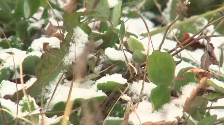 2025シーズン一番の冷え込み　県内全地点で0℃下回る　岩手県｜FNNプライムオンライン