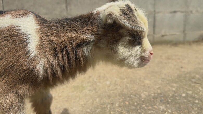 富山・氷見市のヤギ牧場でかわいすぎる赤ちゃん7頭誕生　「抱っこできるのは今の時期だけ」 総勢39頭の大所帯に｜FNNプライムオンライン