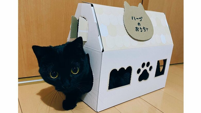 箱と一体化…まん丸おめめの黒猫が可愛い! すんなり入ったのか飼い主に聞いてみた