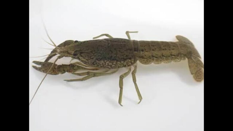 「定着の可能性高い」“メスだけで繁殖”特定外来生物ザリガニ　松山で８～９月に５８匹捕獲【愛媛】｜FNNプライムオンライン