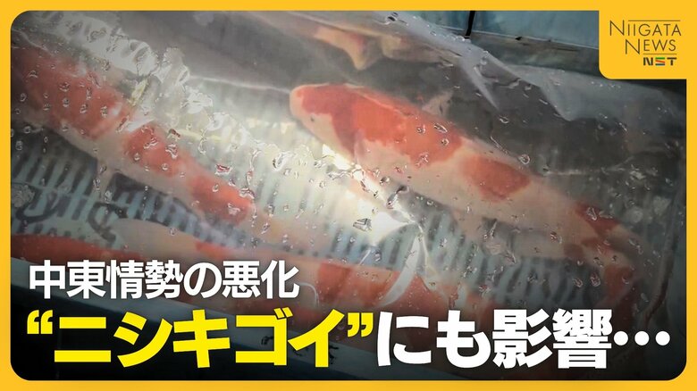 初セリ迎えた“ニシキゴイ”にも中東情勢の影響…生産者から輸送費・飼料費の値上がり懸念する声「先行き不安」｜FNNプライムオンライン