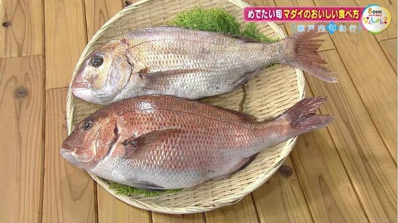 まだまだ旬！春の瀬戸内を彩る“桜鯛”　マダイの「天然」と「養殖」を食べ比べたらどんな食感？【瀬戸内旬紀行　岡山・香川発】｜FNNプライムオンライン