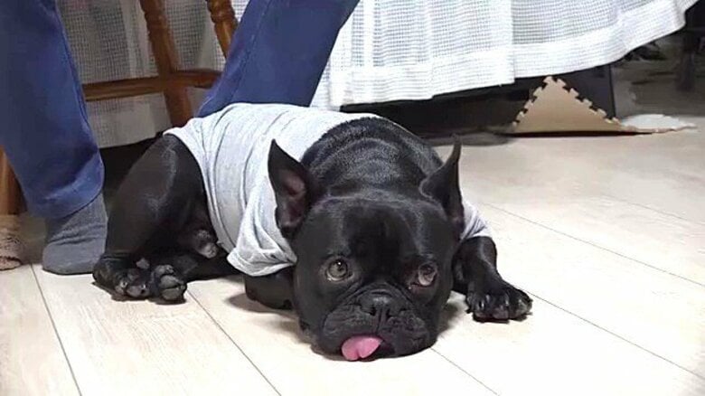 2度も捨てられた元保護犬のフレンチブルドッグ 大好きな車いすの女性宅に通い顔をペロペロ…伝われ、この愛!|FNNプライムオンライン