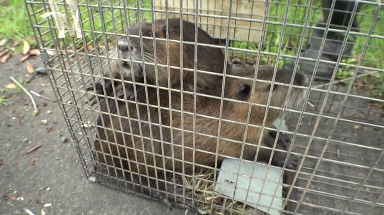 コメ増産でも「2割前後の減収に…」稲を食い荒らす“ヌートリア”　特定外来生物で50～60cmの大きな体に長い尻尾｜FNNプライムオンライン