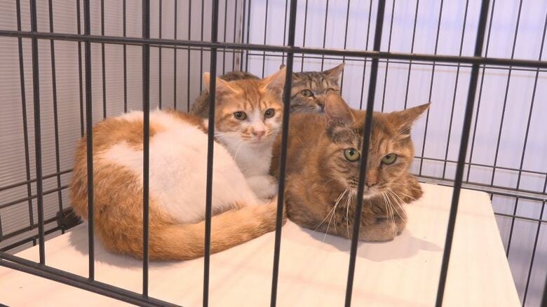 糞尿の臭い、ごみ散乱…住宅でネコの「多頭飼育崩壊」飼い主の60代男性が入院…室内には多数のネコ　保健所が2～10歳の38匹を保護「救ってほしい」引き取りてを募集　緊急譲渡会を開催｜FNNプライムオンライン