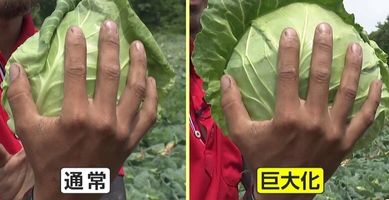 最高値から“半額”に…気温上昇でキャベツが巨大化　農家「割れちゃいそうなくらい大きく…」一時はひと玉1000円も｜FNNプライムオンライン