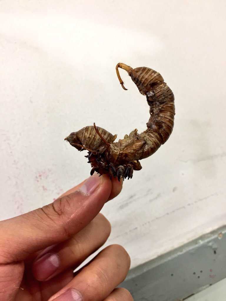 試作品。小さなパーツだけでも生き物のようだ。