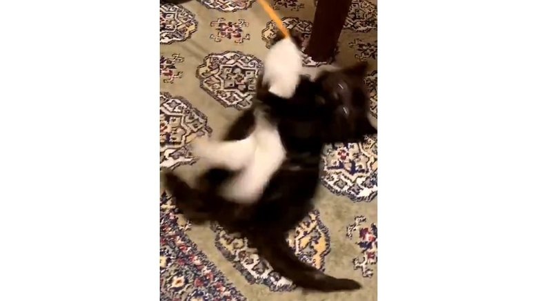 保護から4日目 元気に猫じゃらしで遊ぶ