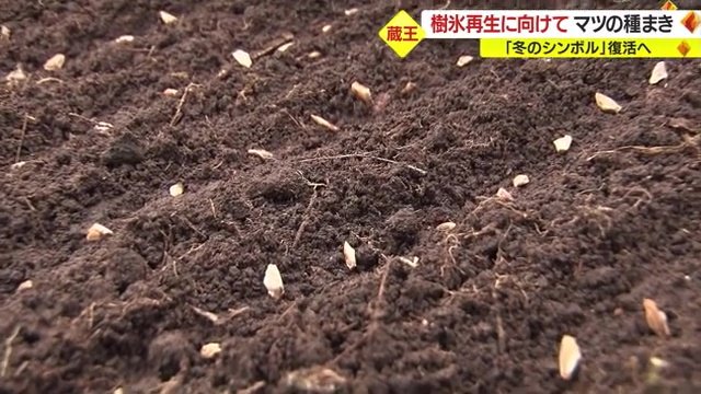 耕した土に一粒ずつ植える