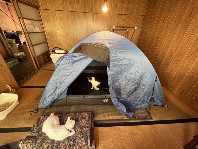 テントと猫