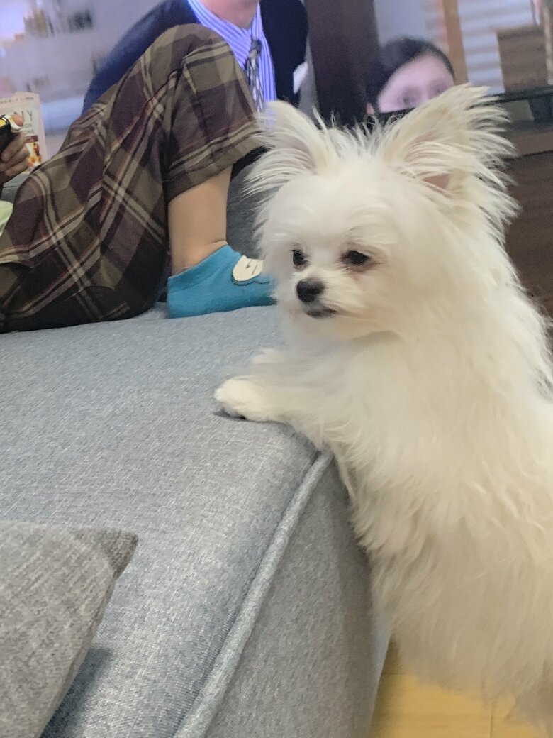 提供：かわいーぬさん