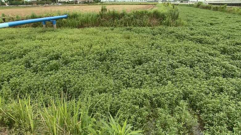 除去しても繁殖するやっかいなヤツ!びっしりと生い茂る水草の正体は?【佐賀発】
