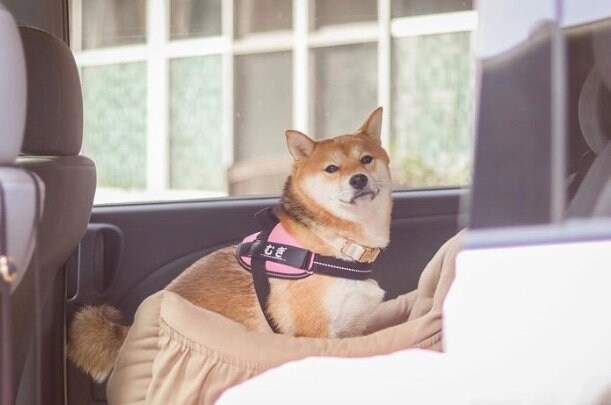 提供：shiba_mugi_さん