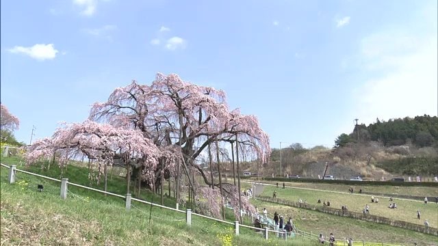三春滝桜に代表されるように福島県には桜の名所が多い