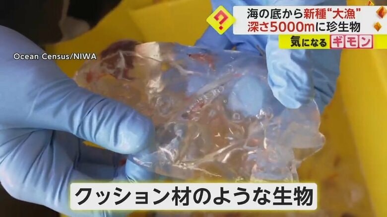 海底で見つかったクッション材のような生物