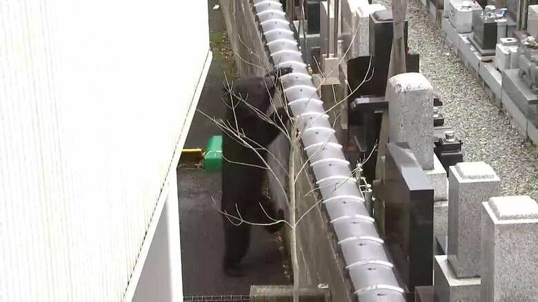 塀を上り墓地の中に入ろうとするクマ