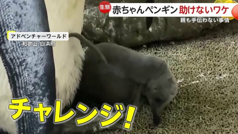足でかこうとチャレンジする赤ちゃん（提供：アドベンチャーワールド）