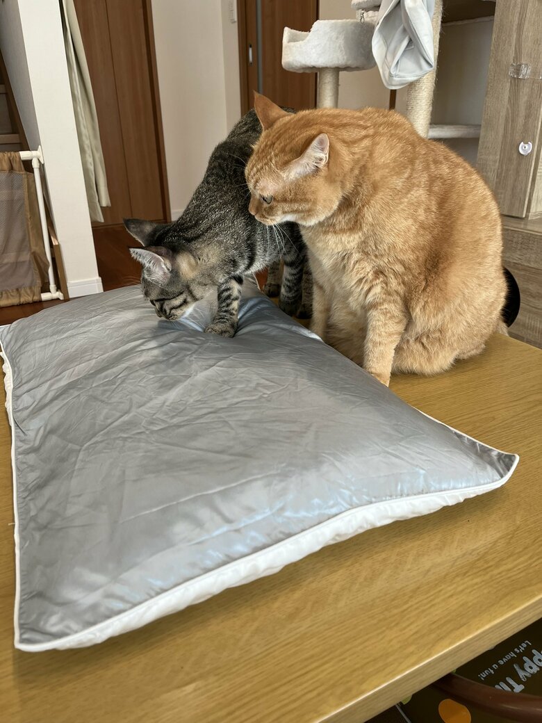 提供：かぎしっぽすず&つむぎさん