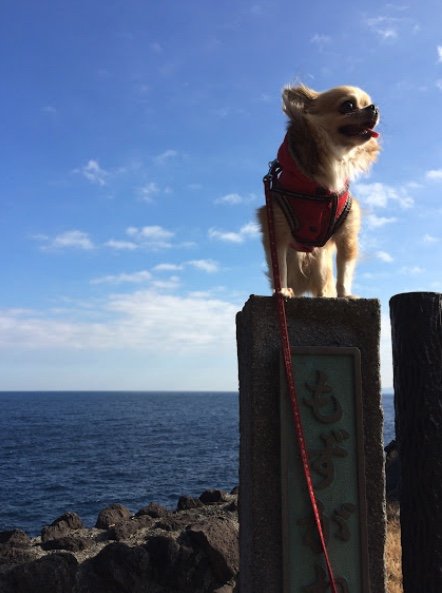 高いところが大好き（提供：榊 柾人さん）