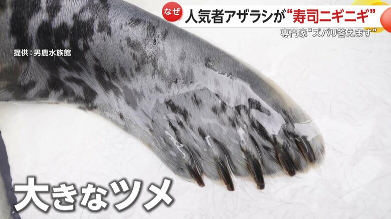 ヒレには大きなツメがついているゴマフアザラシ