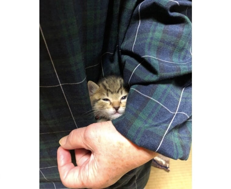 ポケットに入るこんぶちゃん（提供：もずく＆こんぶさん）