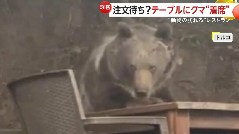 “よっこらせと”テーブルの席に着くクマ