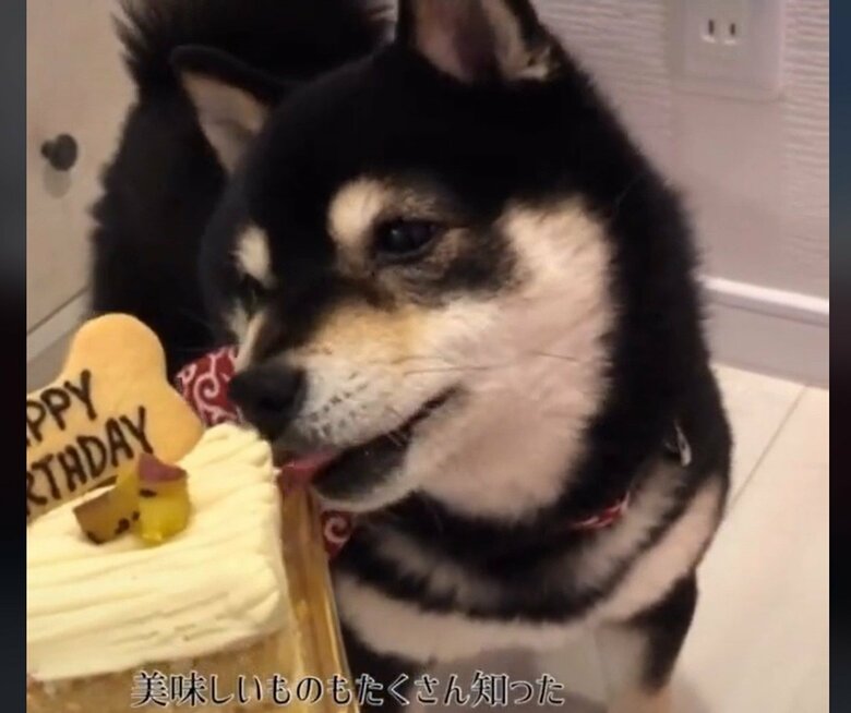 飼い主さんは寄り添って愛情を注いだ