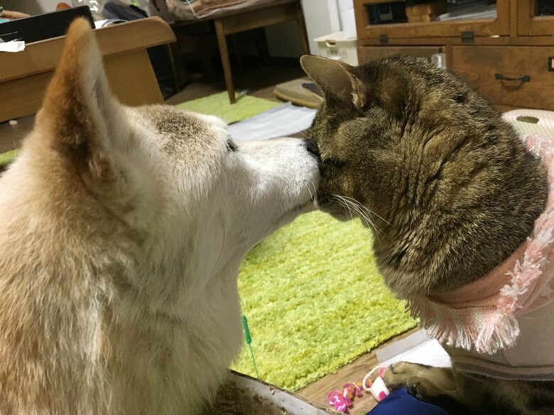 しのと触れ合うらい