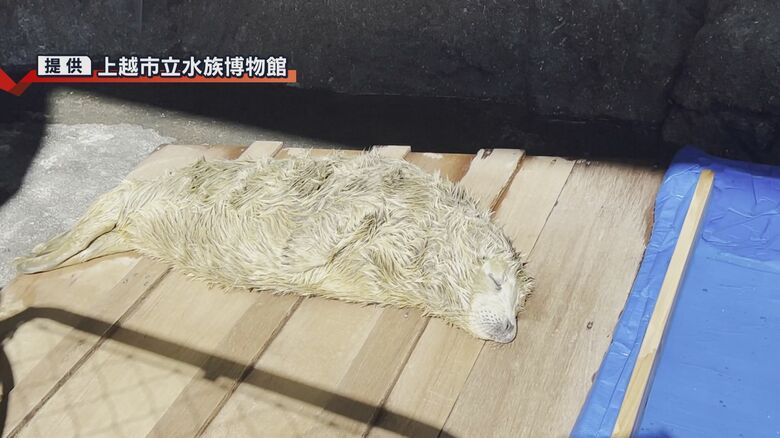 ゴマフアザラシの赤ちゃん