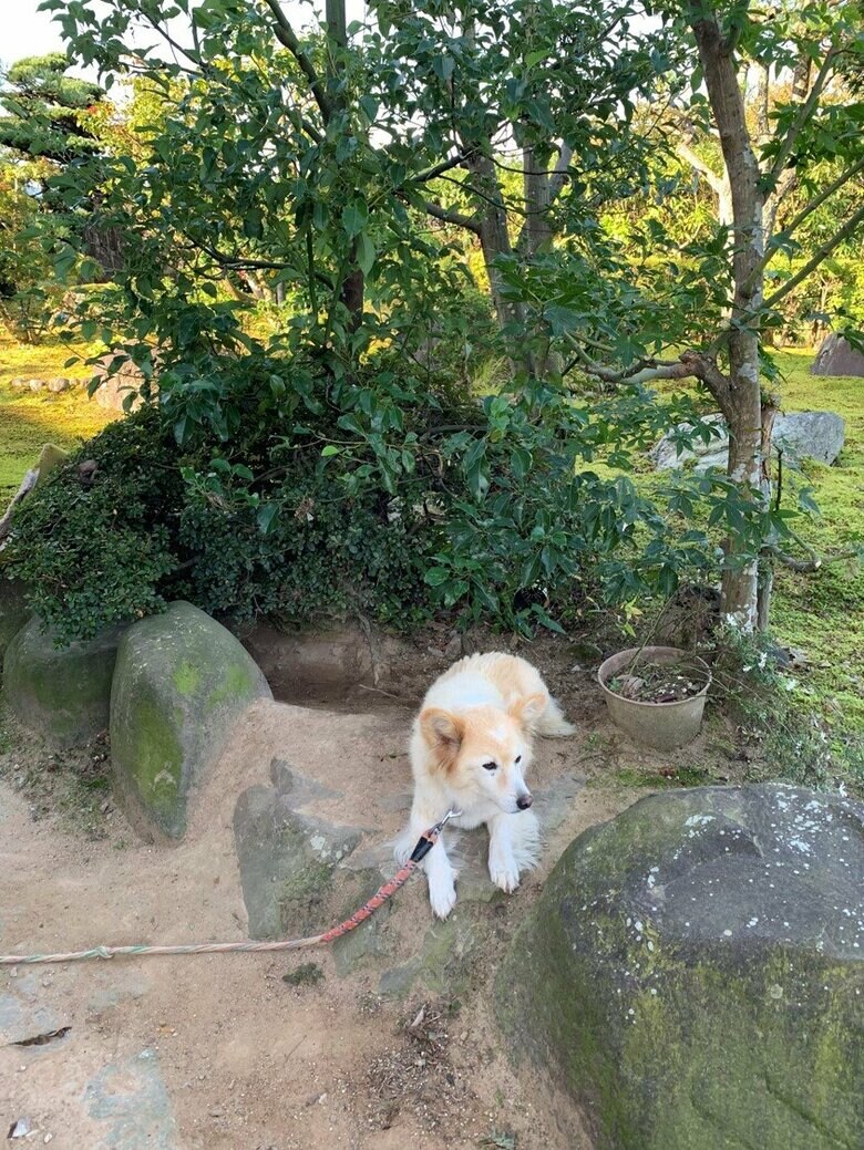 ももちゃん