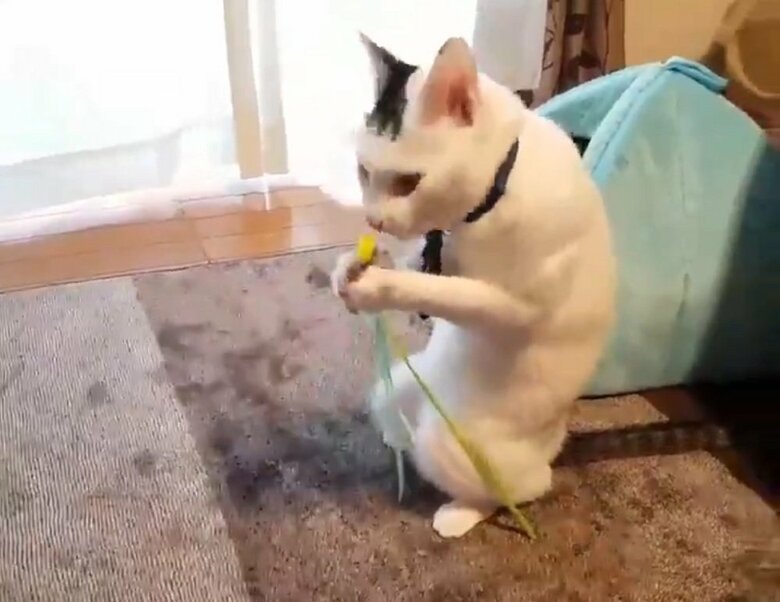 人間くさい動きをするそう　物をつかむ