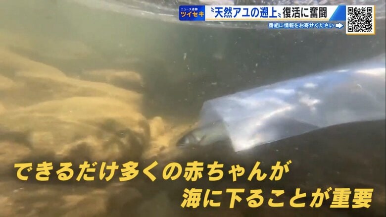 出産を控えた親アユが太田川へ放流される様子