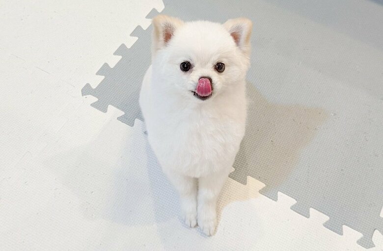オヤツ待ち中　早く食べたいと舌がペロリ