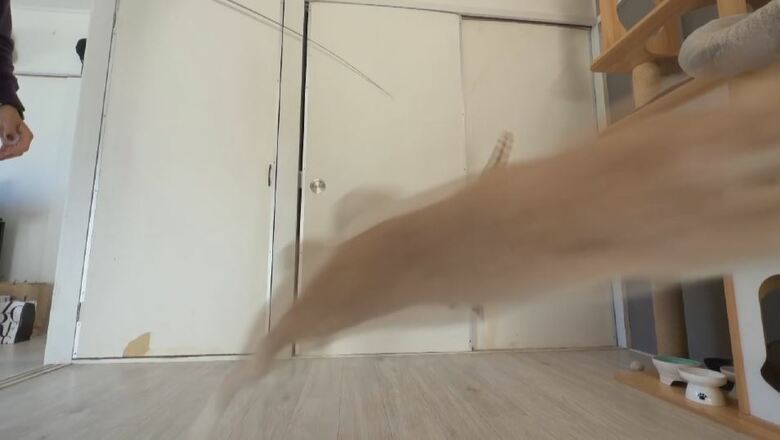 画面左奥から右へ駆け抜ける「シャケ」