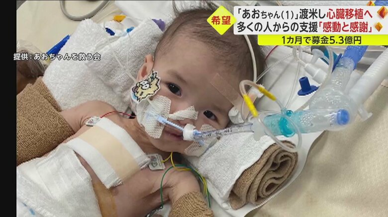 大人の手を握りこちらを見つめる葵ちゃん