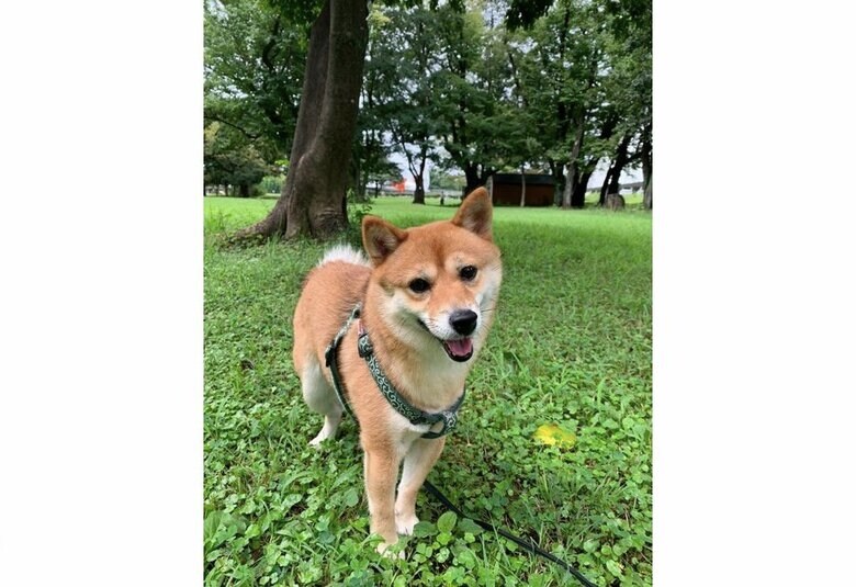 提供：kurararara4466さん