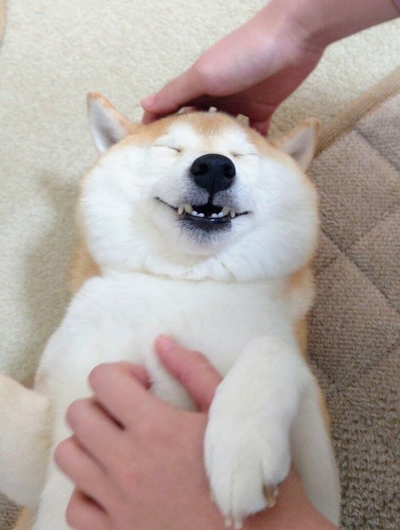 提供：柴犬チャーミーさん