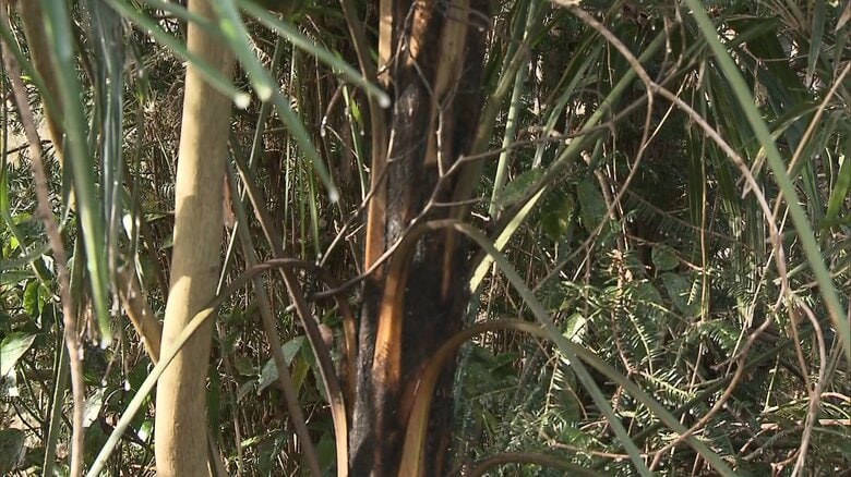 21日も宇都宮市内で雑木林など燃える